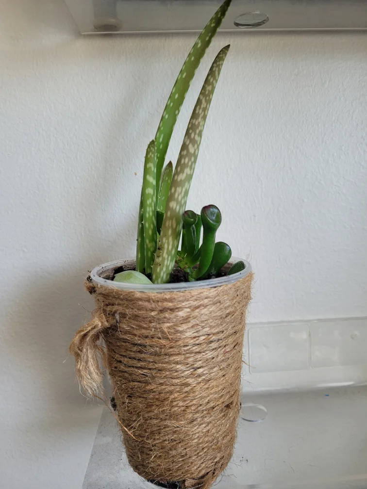 Aloe Vera Plant in Jute-Wrapped Pot thumbnail