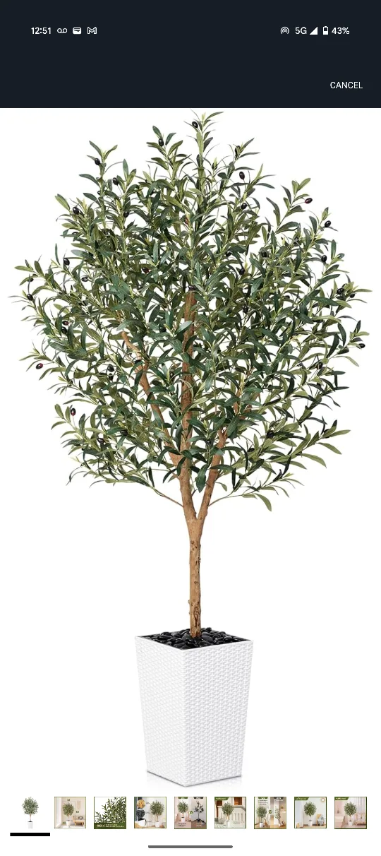 Olive Tree with Pot - 6 feet thumbnail