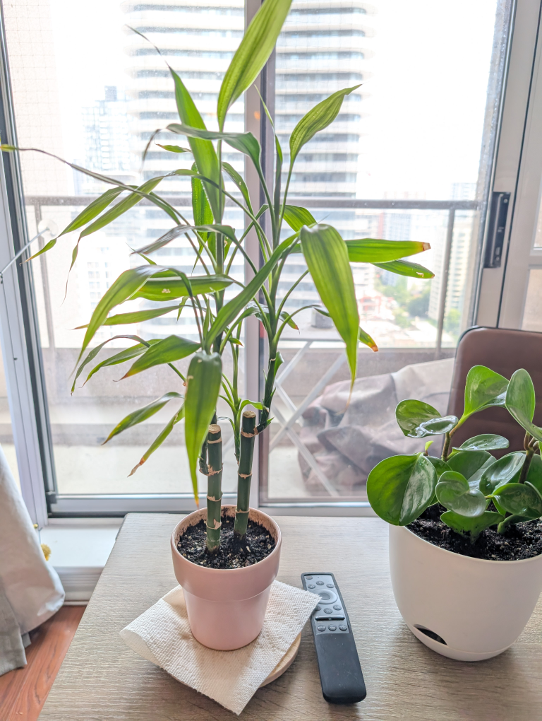Lucky Bamboo in Pink Pot