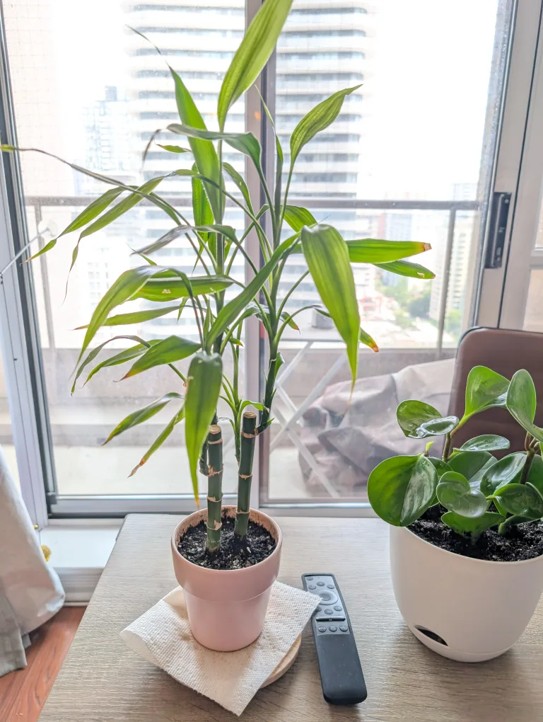 Lucky Bamboo in Pink Pot thumbnail