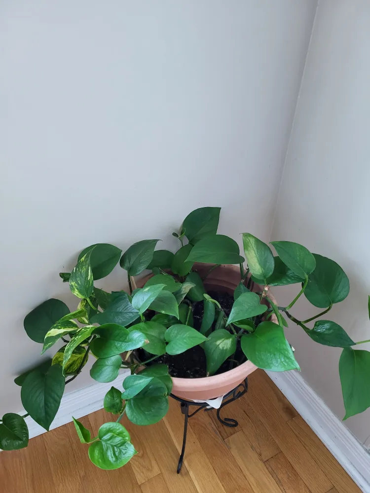 Pothos Plant in Pot thumbnail