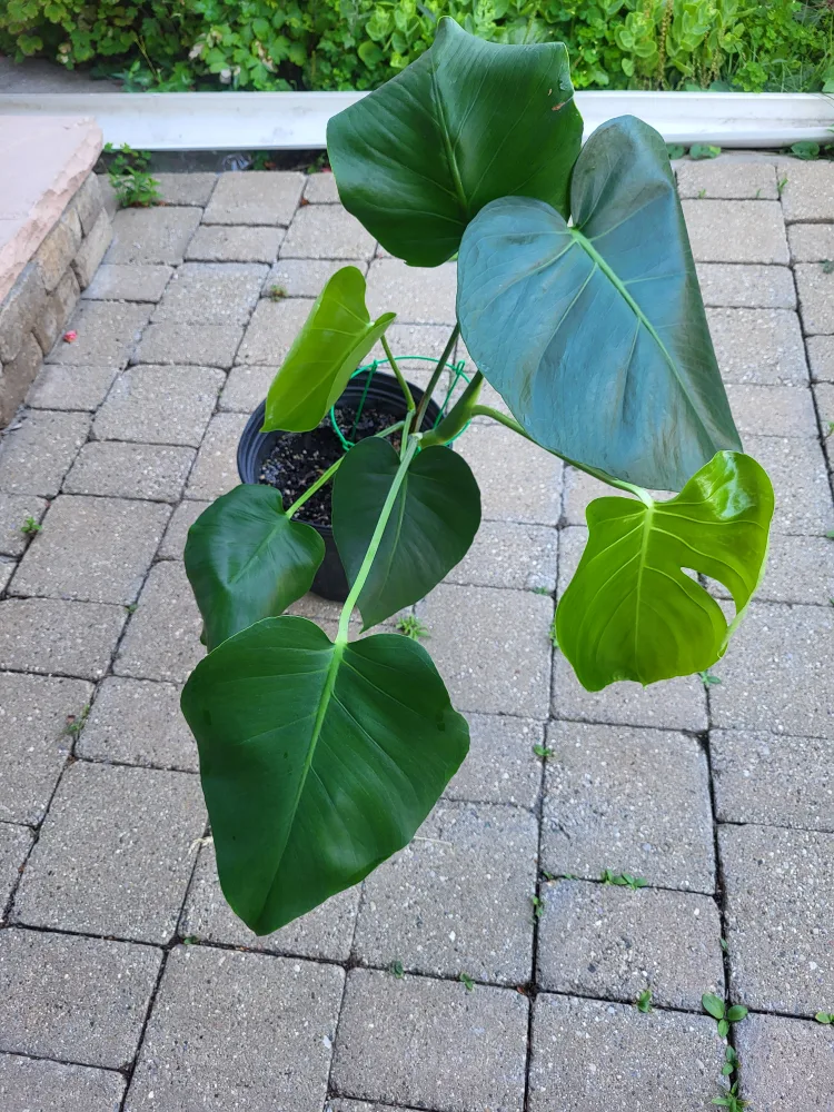Monstera Plant thumbnail