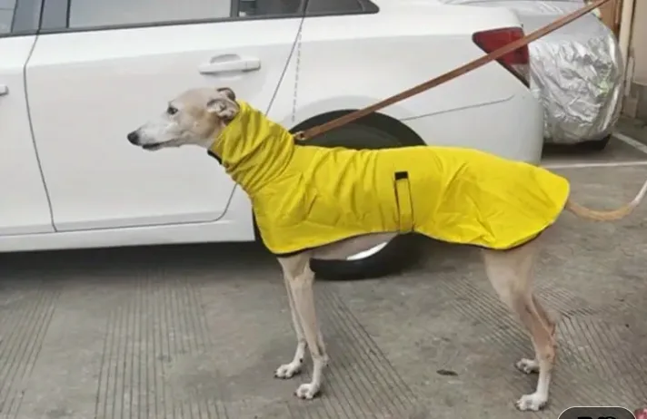 Yellow Dog Raincoat thumbnail