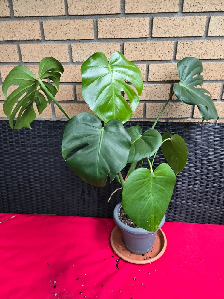Healthy Monstera Plant 🇨🇦 thumbnail