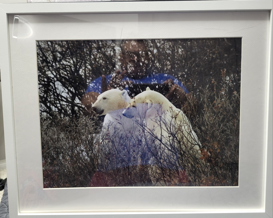 Polar Bear Picture Ikea Frame