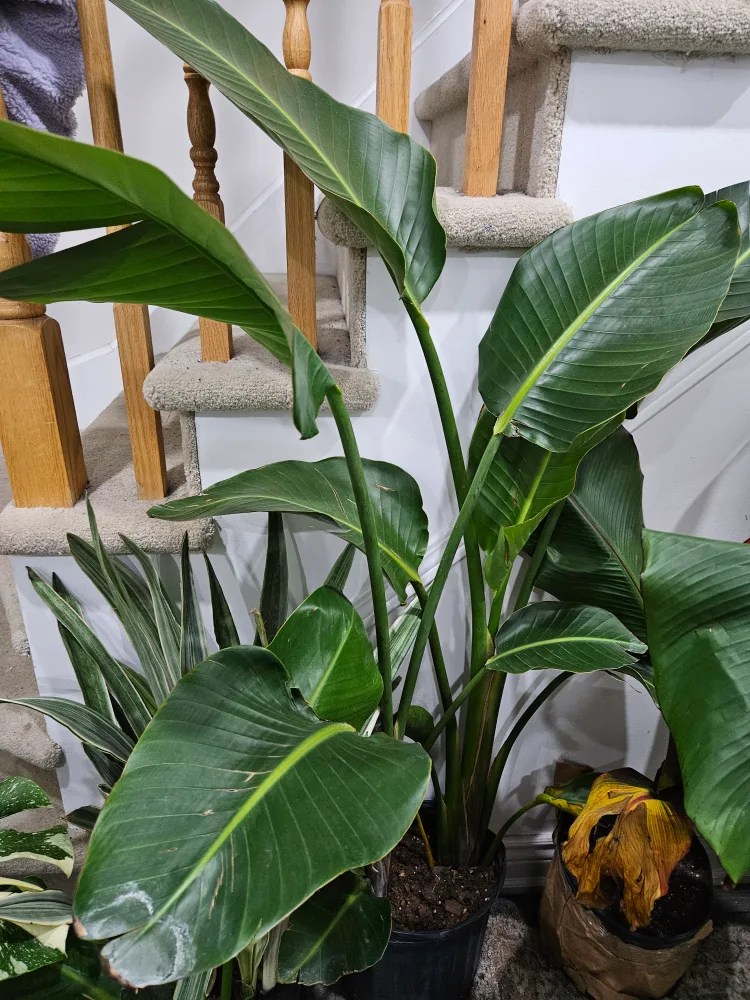 🇨🇦Bird of Paradise Plant🍁 thumbnail