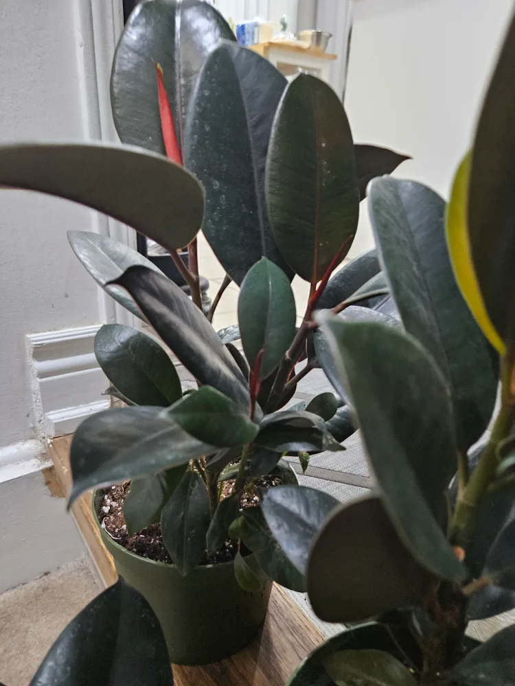 🇨🇦Rubber Plant🇨🇦 image indicator(2)