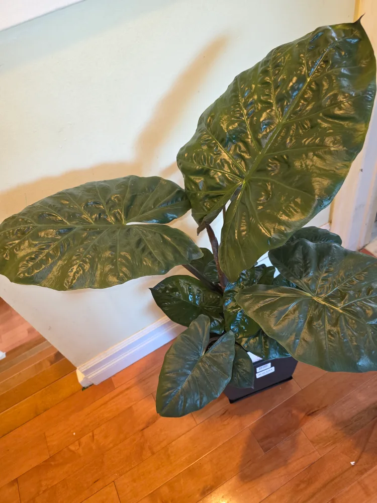 Alocasia Yucatan XL plant thumbnail