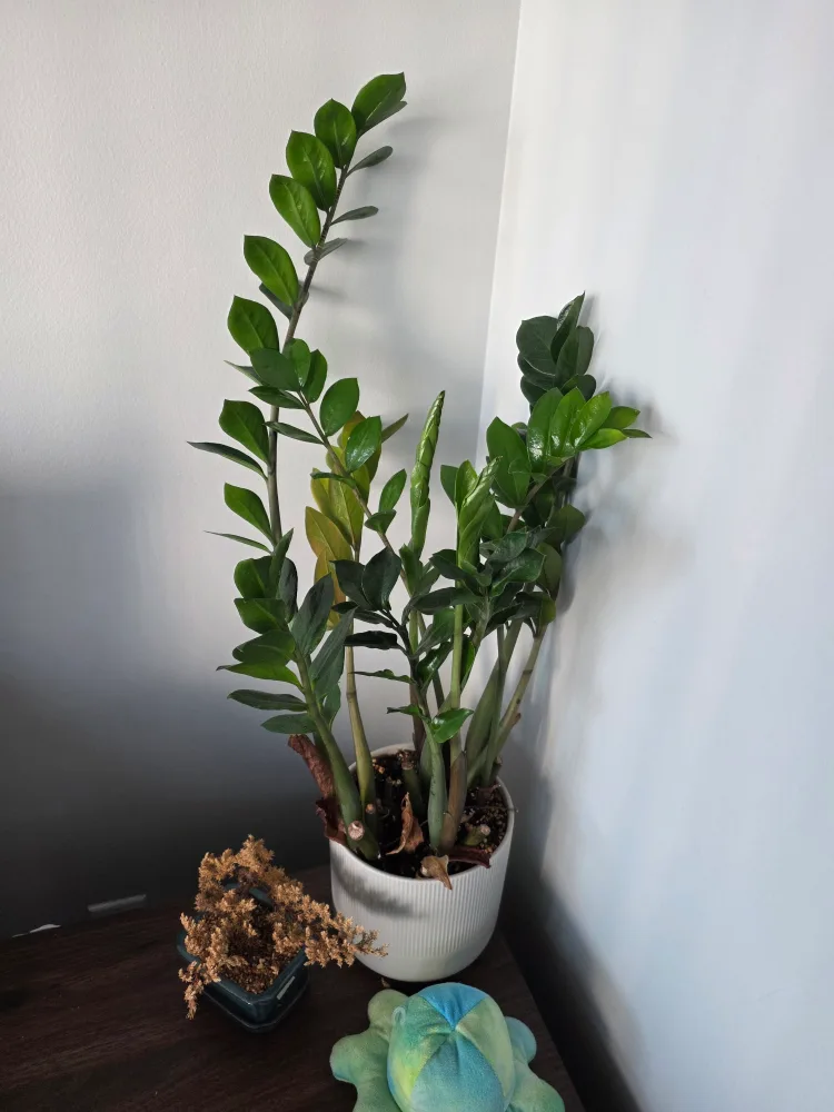 ZZ plants thumbnail