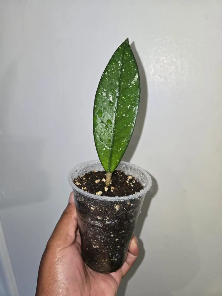 Hoya Plant (CARNOSA SPLASH)✨️🌿 thumbnail