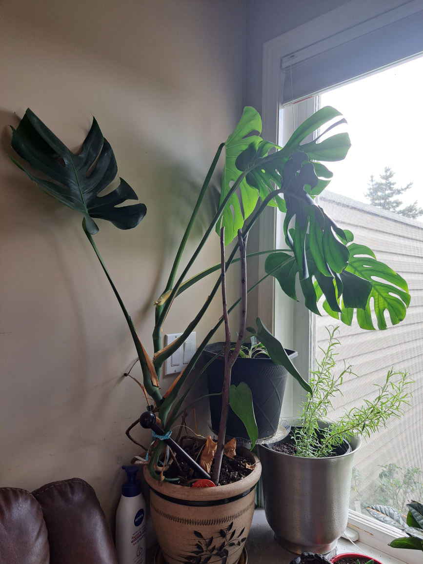 Potted Monstera Plant - photo 5