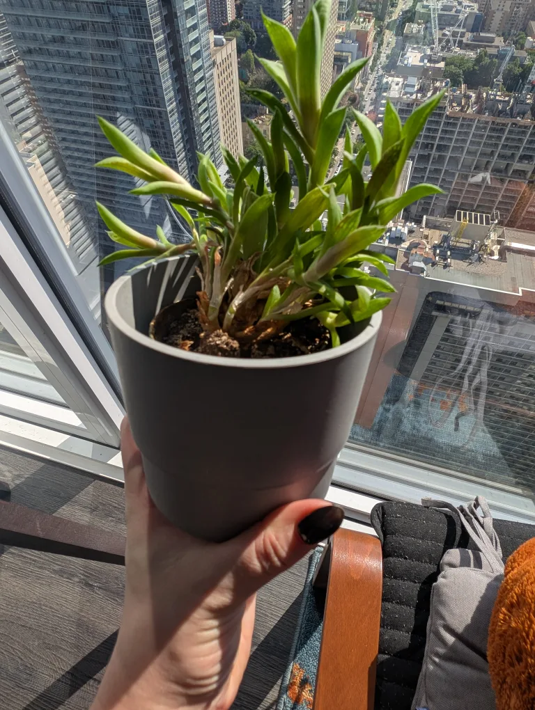 Small Potted Plant thumbnail