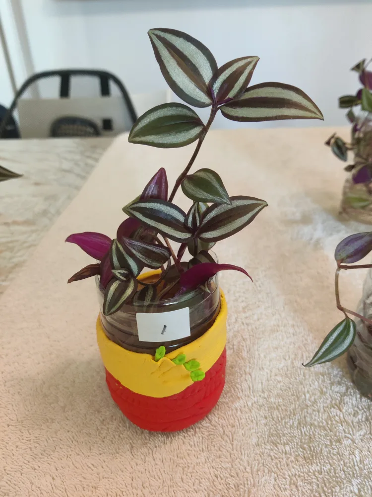 Tradescantia Plant Cuttings thumbnail