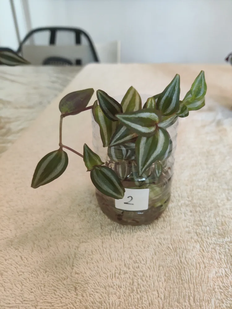 Tradescantia Plant Cuttings thumbnail