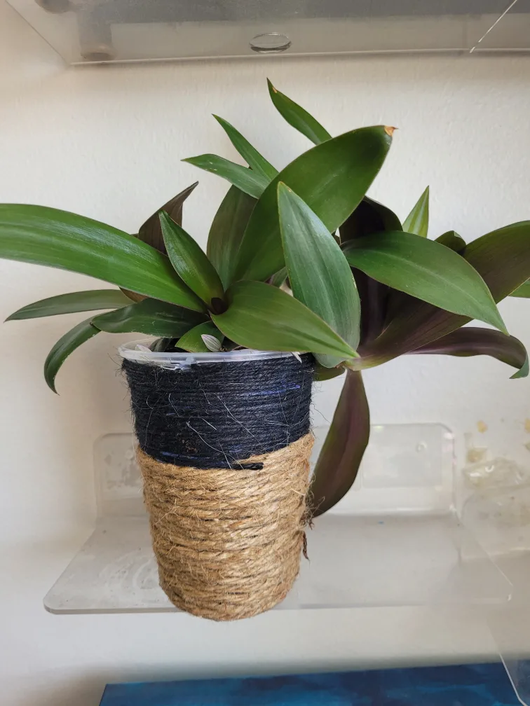 Tradescantia Plant in Handmade Pot 🥕 image indicator(3)