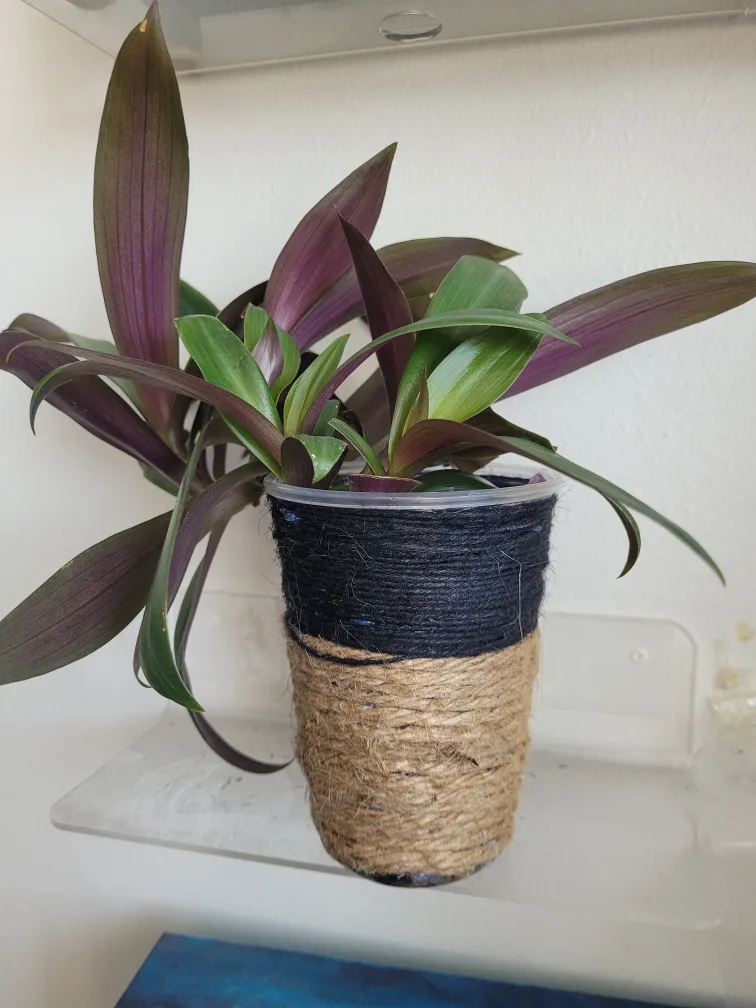 Tradescantia Plant in Handmade Pot 🥕 image indicator(4)