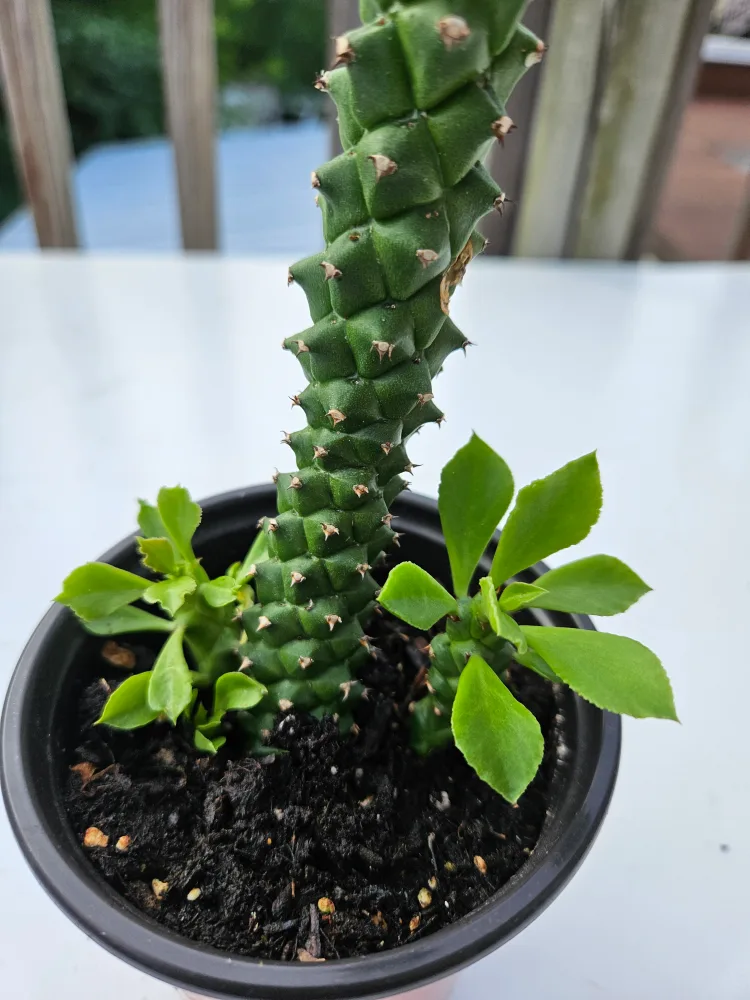 🇨🇦Ornamental Spurge Plant🇨🇦 thumbnail