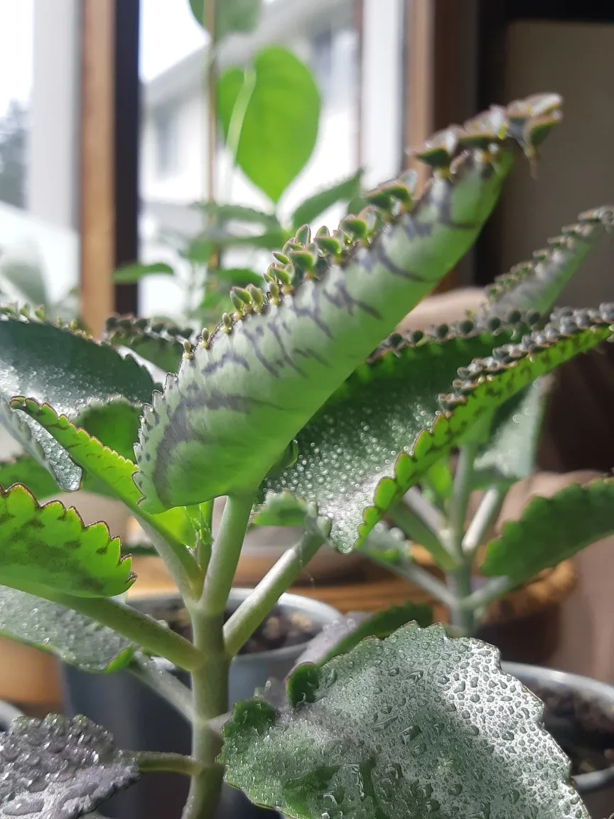 Beautiful and abundant mother of thousands plants thumbnail