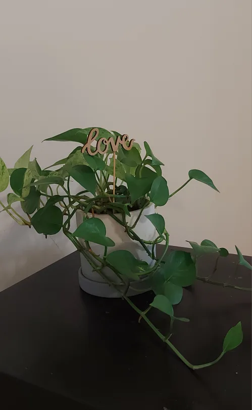 Potted Golden Pothos Plant with Love Sign thumbnail