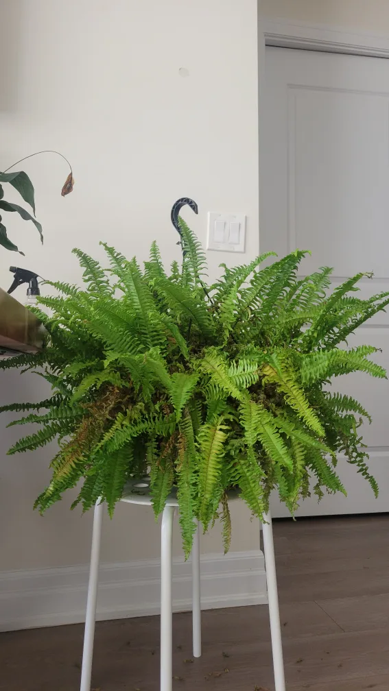 Hanging Boston Fern thumbnail