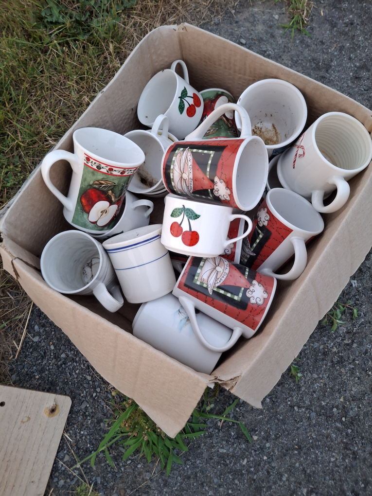 🇨🇦 #freecycle FREE DUNDELA - photo 2