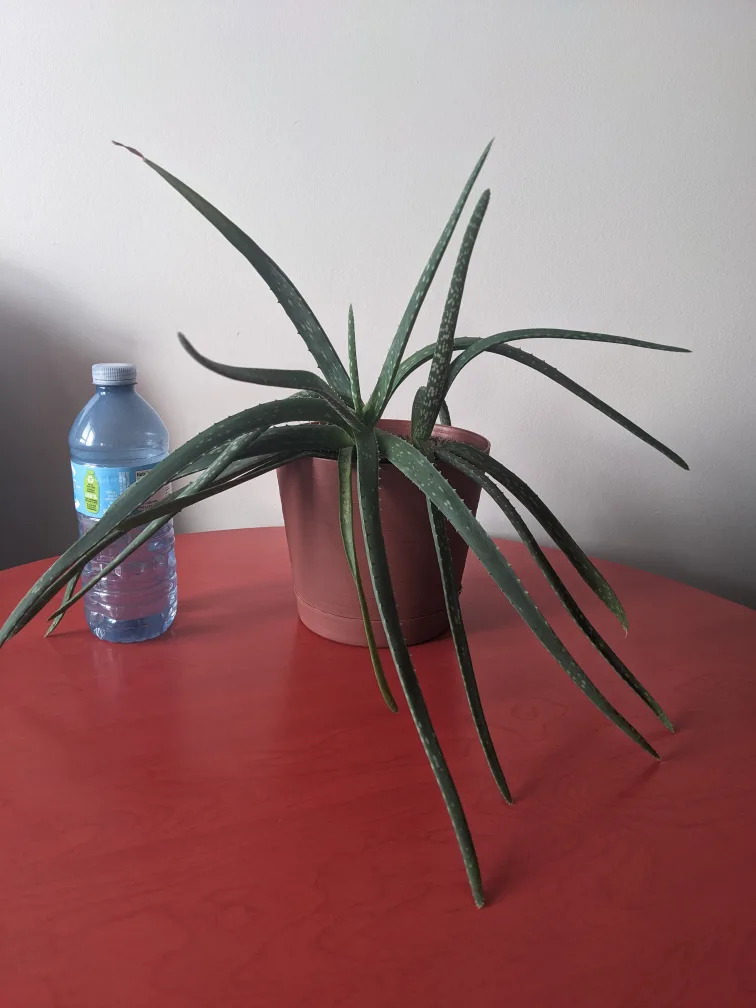 aloe vera $25 thumbnail