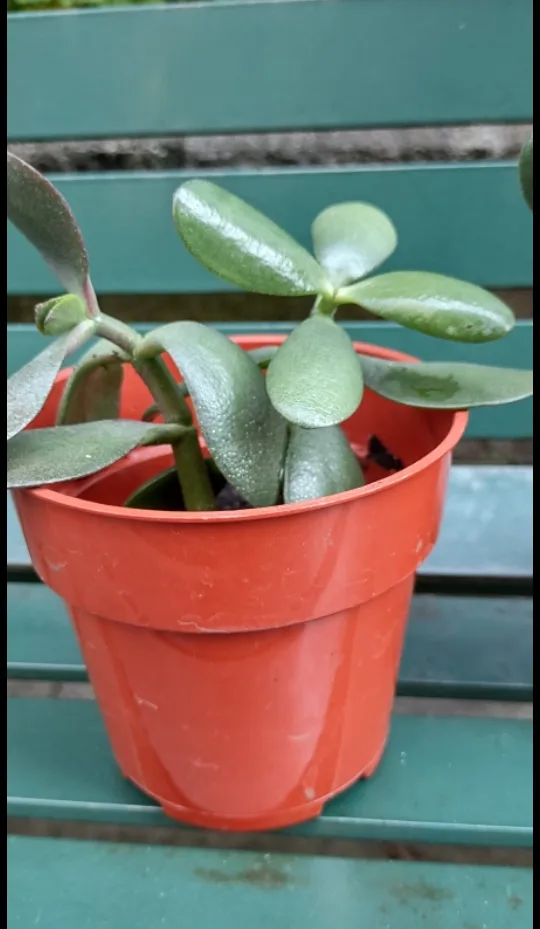 Jade Plant Seedlings in Pots thumbnail
