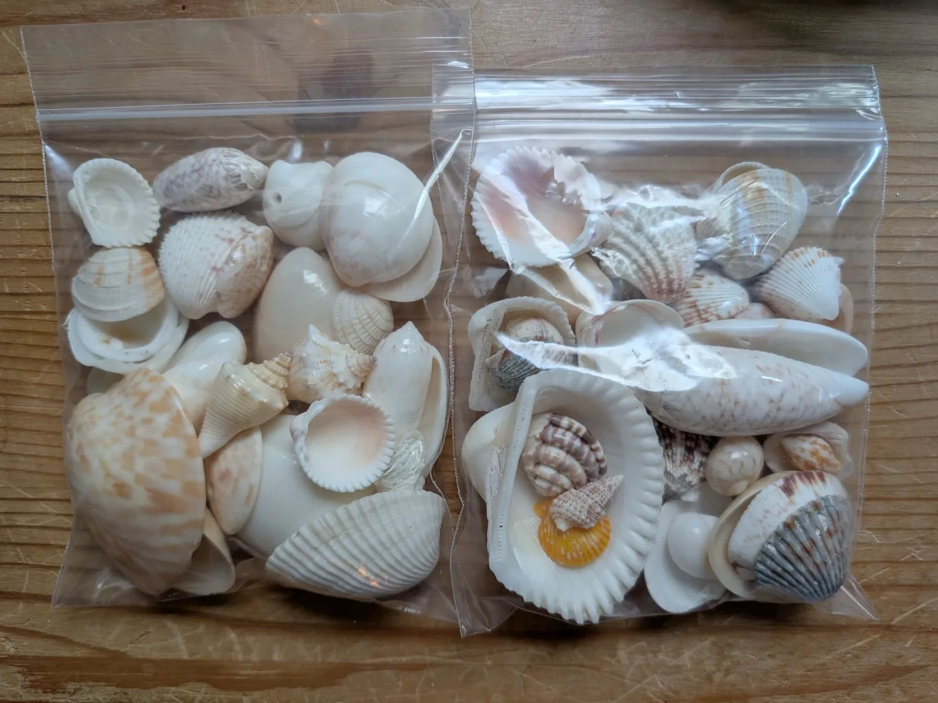 small collection of shells thumbnail