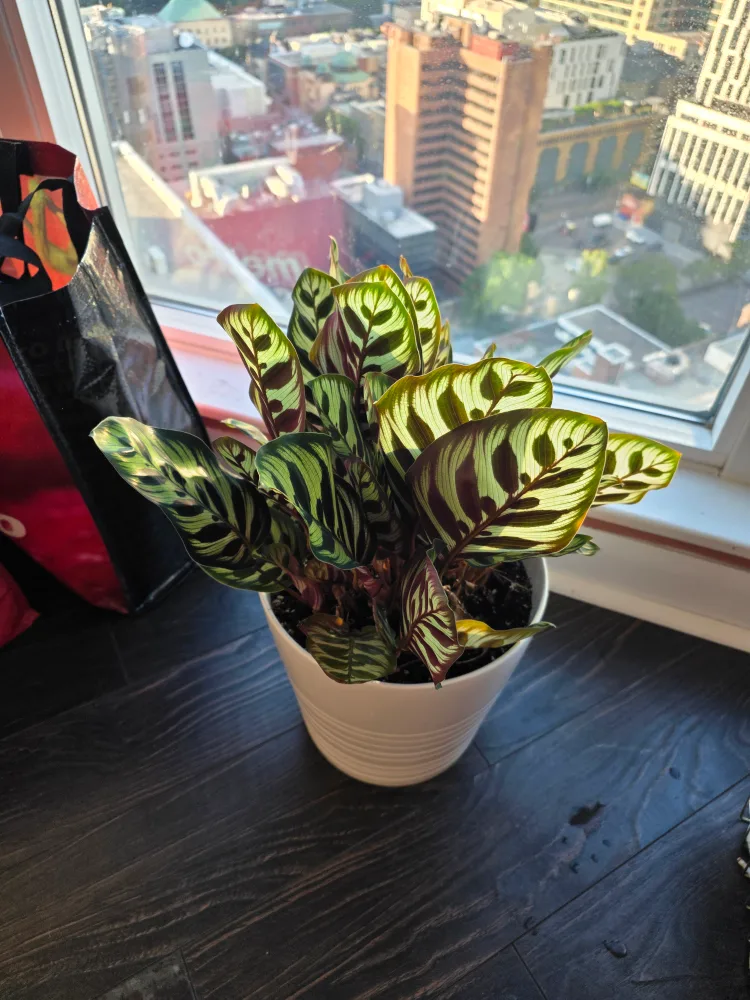 Calathea Plant in White Pot thumbnail
