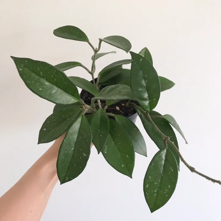 Hoya carnosa plant thumbnail