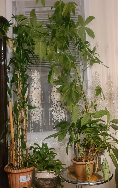 Indoor Plants thumbnail