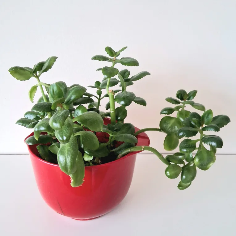 🌱 Kalanchoe 🌻 thumbnail