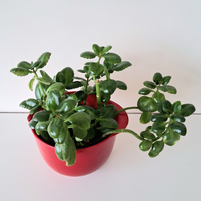 🌱 Kalanchoe 🌻 - photo 2