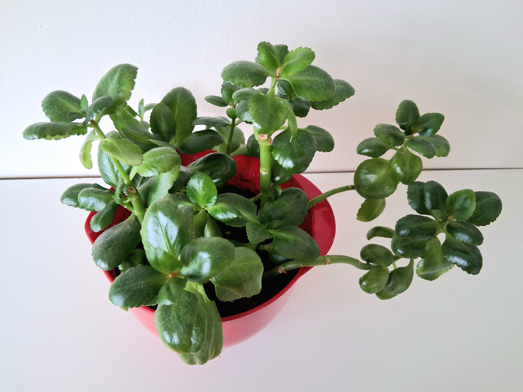 🌱 Kalanchoe 🌻 - photo 3
