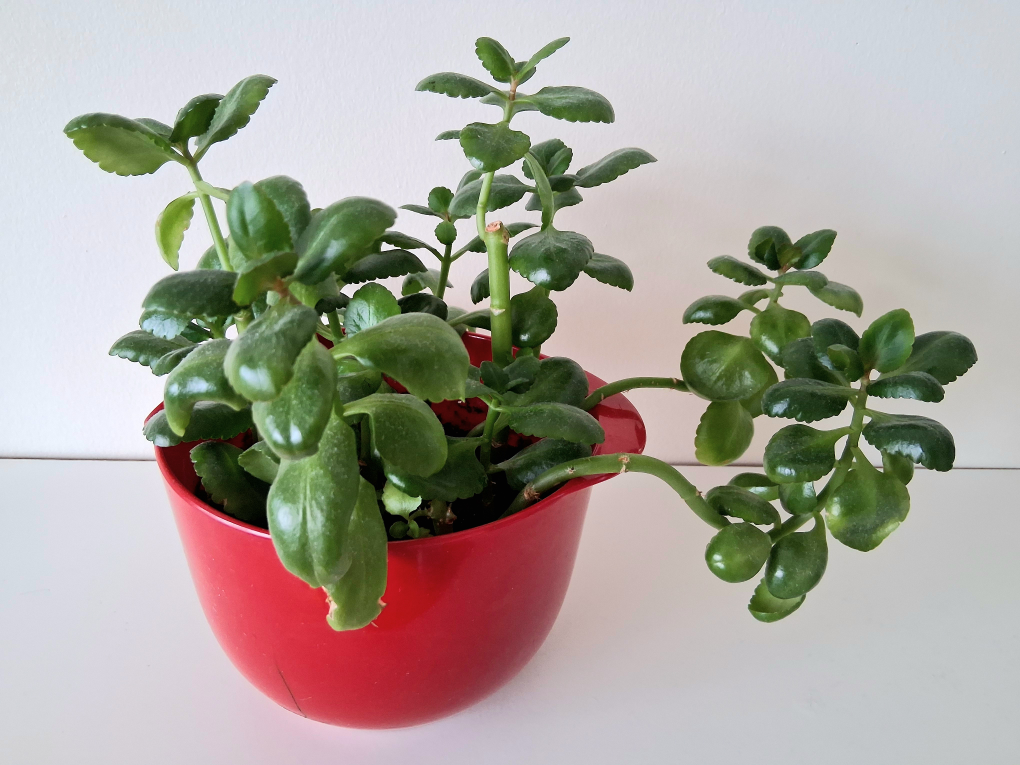 🌱 Kalanchoe 🌻 - photo 4