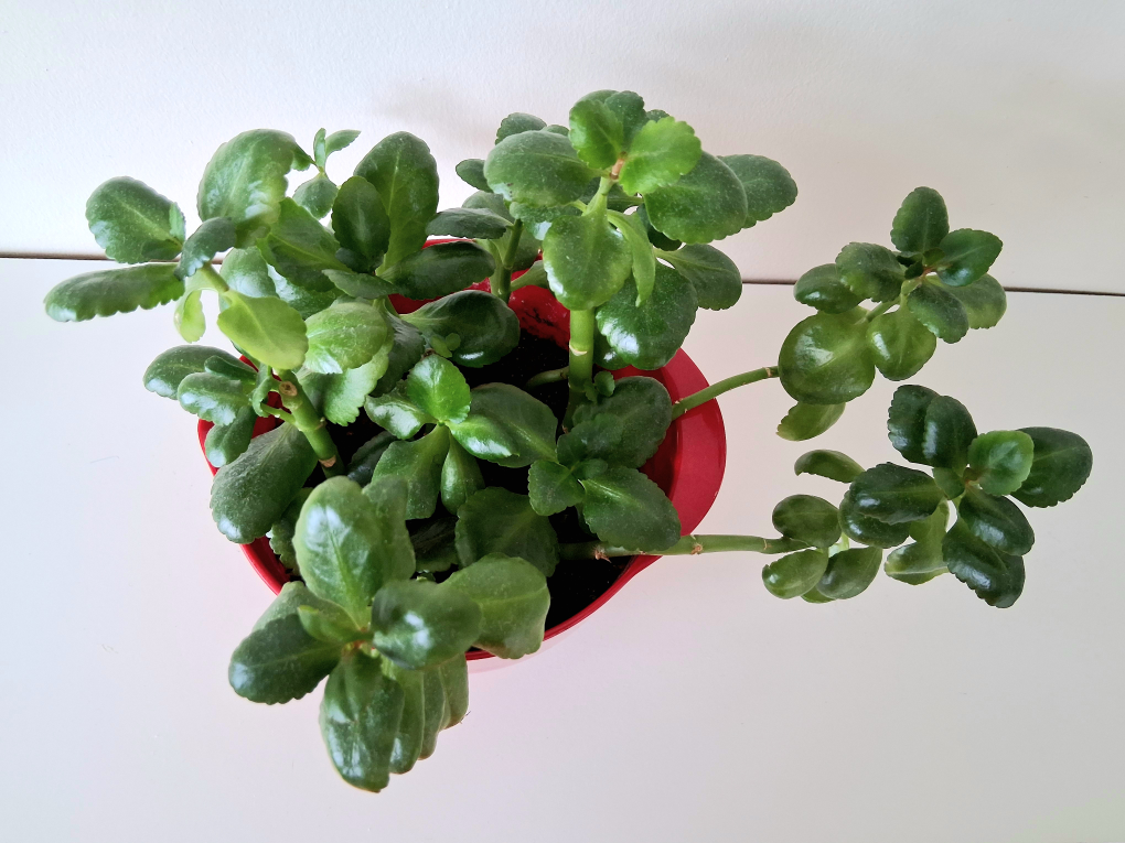 🌱 Kalanchoe 🌻 - photo 5