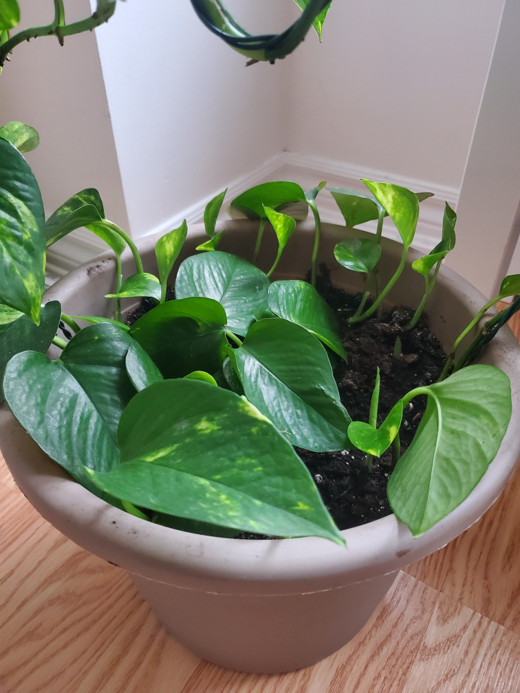 Potted Golden Pothos Plant - photo 2