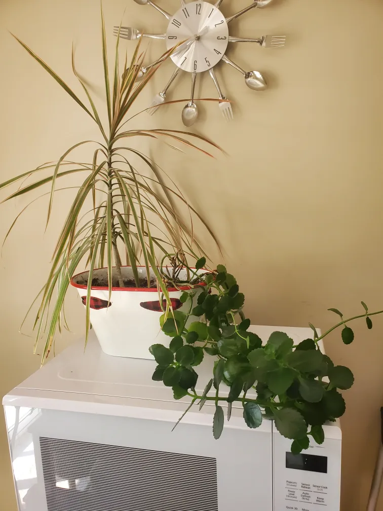 FREE Planter w/ White Kalanchoe & Madagascar Dragon tree image indicator(2)