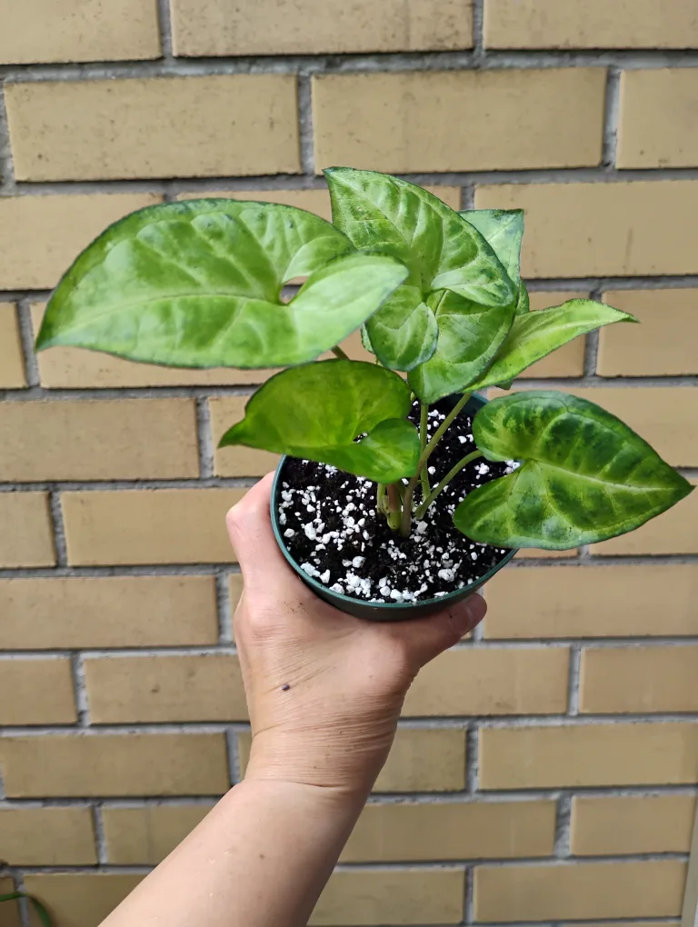 Syngonium (Arrowhead) Plant thumbnail