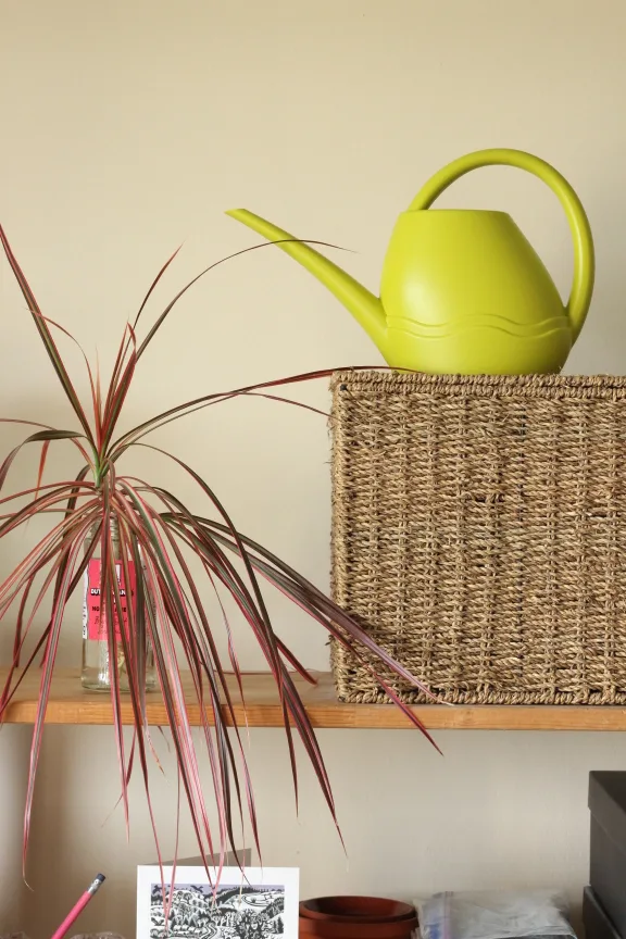 Plant Watering Can from Netherlands (NEW) thumbnail