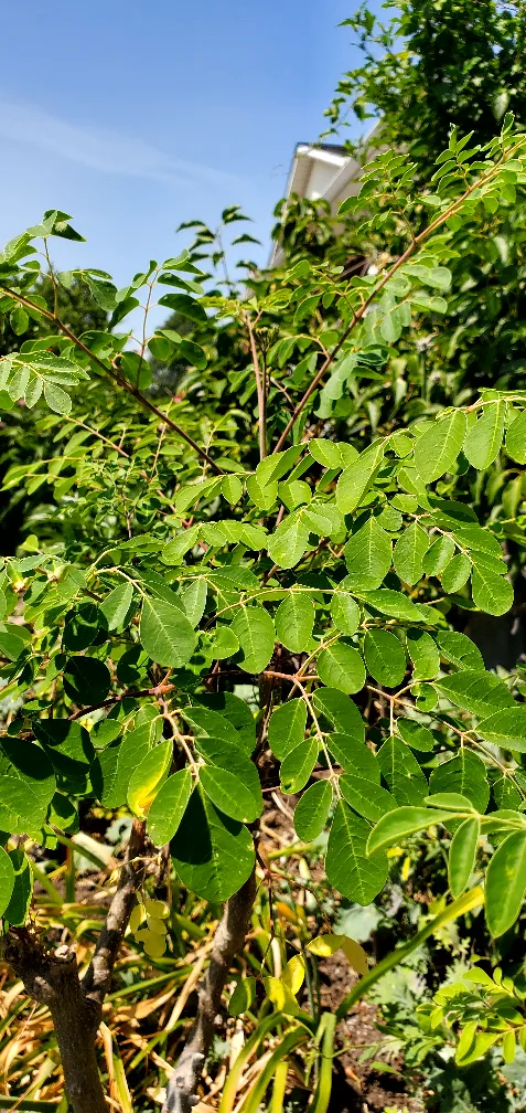 Large Moringa plants thumbnail