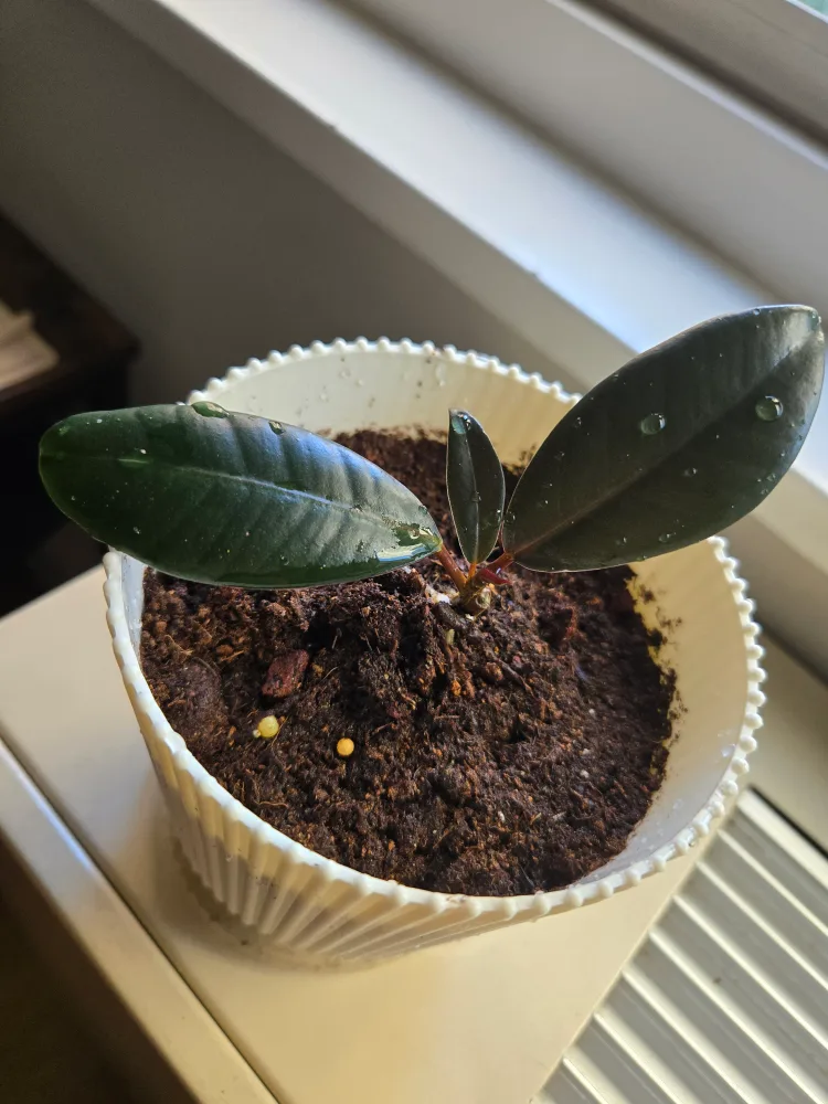 Rubber Plant in White Pot ❤️ thumbnail