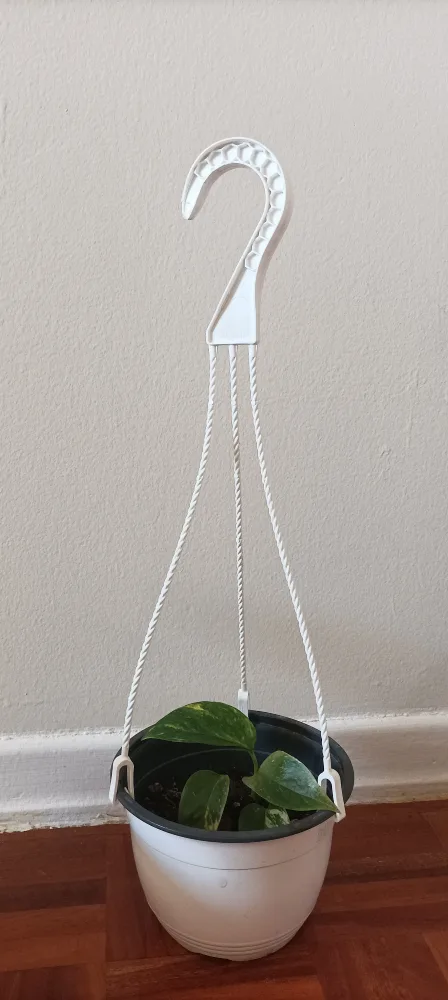 Golden Pothos thumbnail