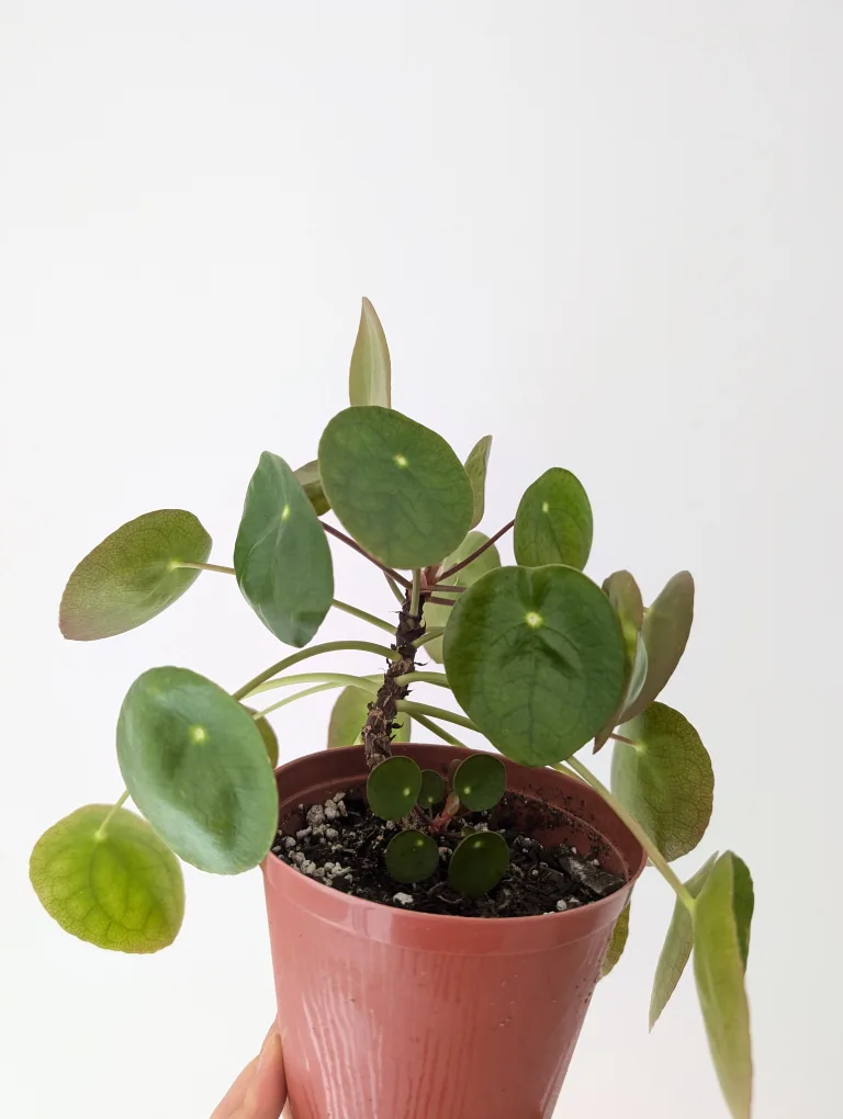 Pilea / Money Plant thumbnail