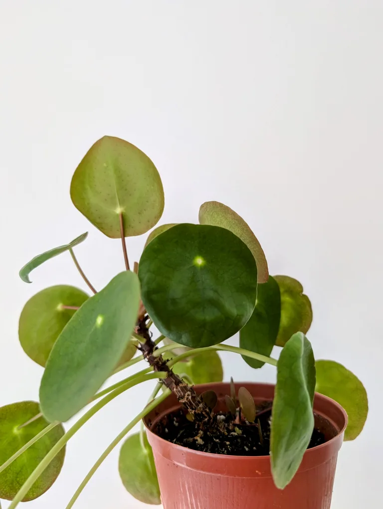 Pilea / Money Plant image indicator(2)