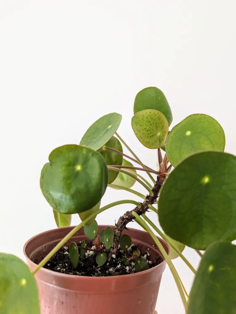 Pilea / Money Plant image indicator(3)