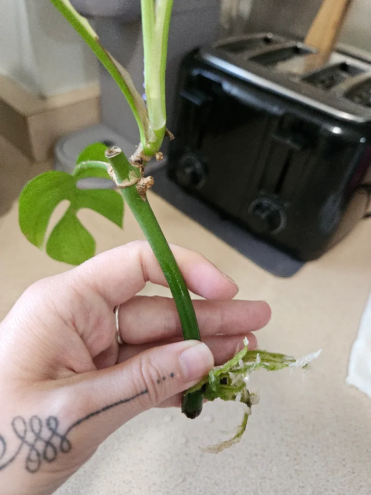 rooted mini monstera clipping image indicator(2)