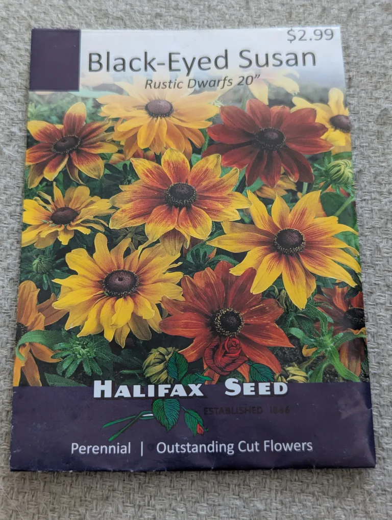 Black-Eyed Susan Rustic Dwarfs 20" Halifax Seed thumbnail