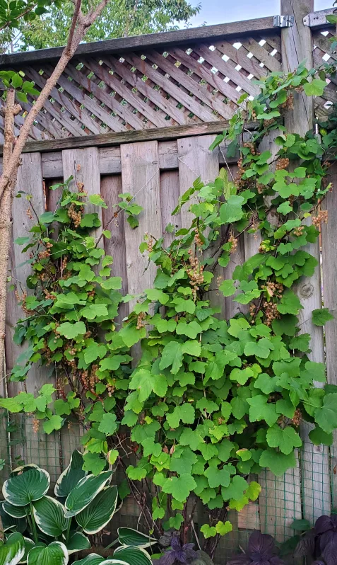 Gooseberry thumbnail