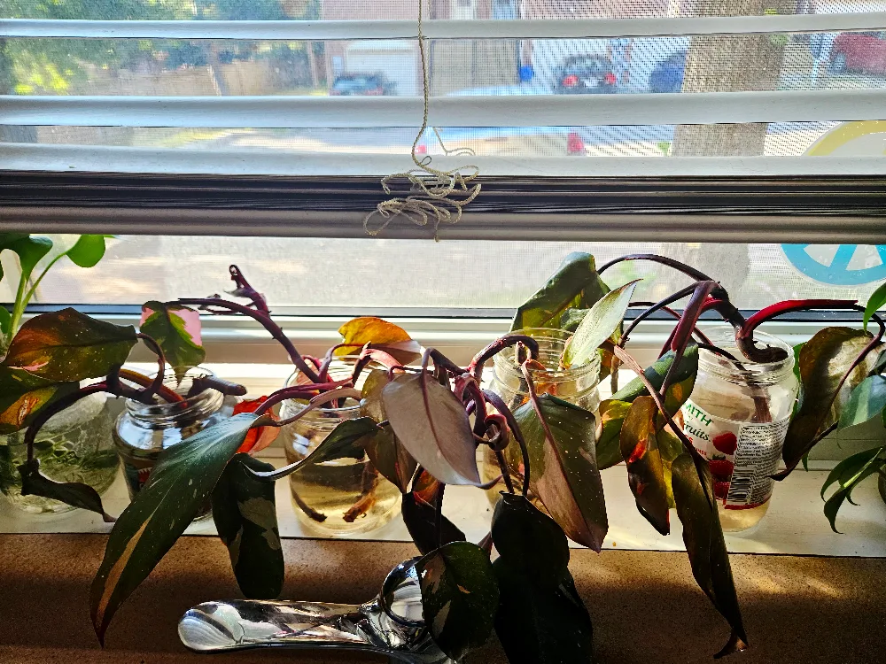 Pink Princess Philodendron Clone thumbnail